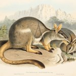 John Gould - Mammals of Australia