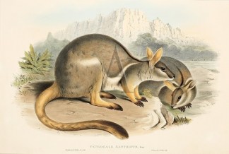 The Mammals of Australia