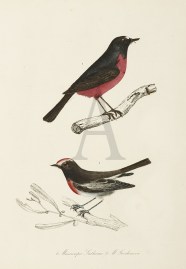 1.Musciapa Lathami  2.M.Goodenovii.