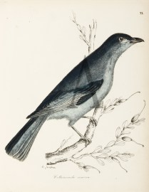 Colluricincla cinerea