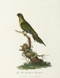 The Red Shoulder'd Paroquet.