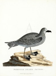 Norfolk Island Petrel