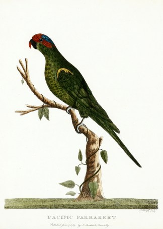 Pacific Parrakeet Australian