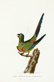 Red Shouldered Parrakeet