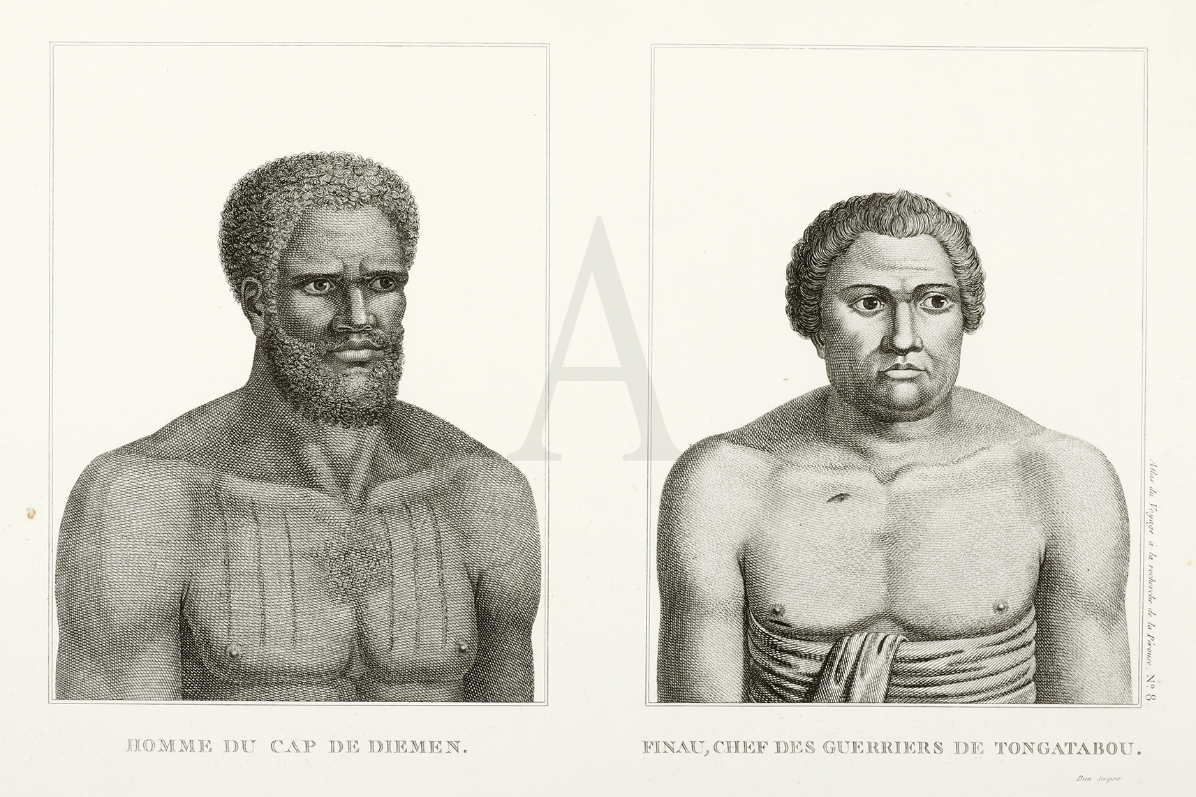 Homme du Cap de Diemen. Finau, Chef des Guerriers de Tongatabou. - Antique Print from 1800