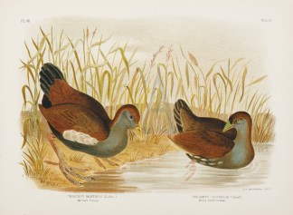 Tribonyx Mortierii (De Bus). Mortiers Tr… Gracius Broinowski