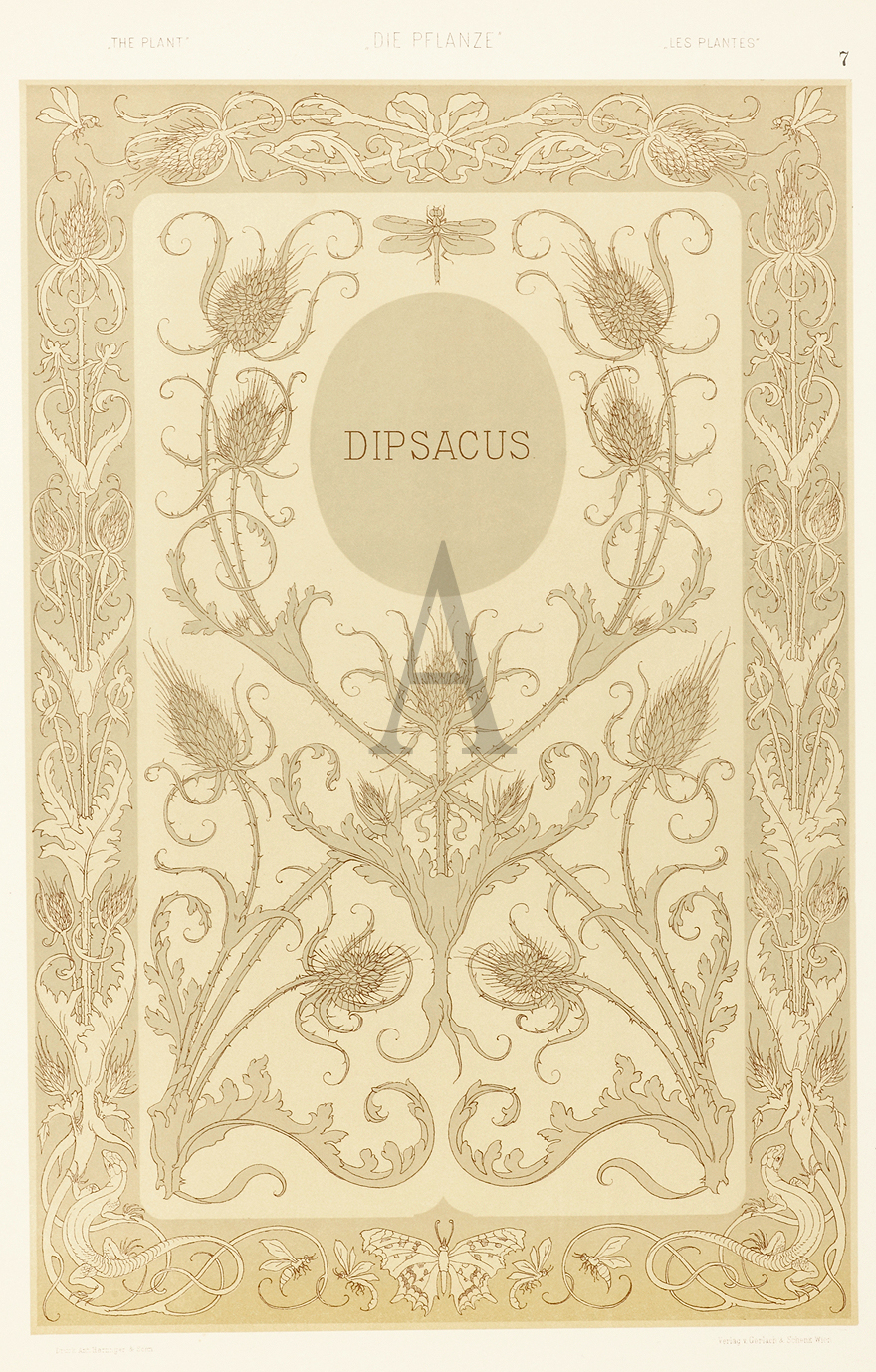 Dipsacus - Antique Print from 1890