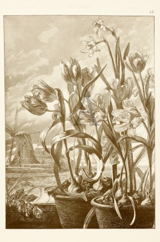 Tulips Art Nouveau