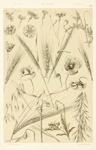 Untitled Art Nouveau