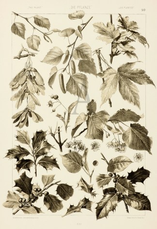 Untitled Art Nouveau