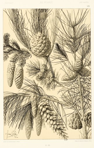 Untitled Art Nouveau