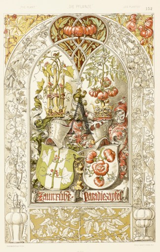 Zaunrube Paradiesapfel [Paradise Apple] Art Nouveau