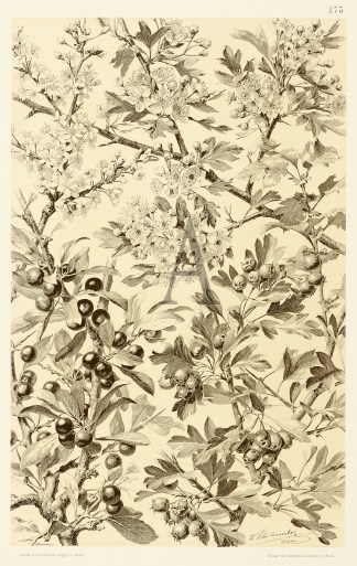 Untitled Art Nouveau