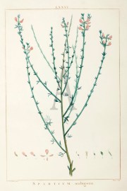 Spartium Nubigena