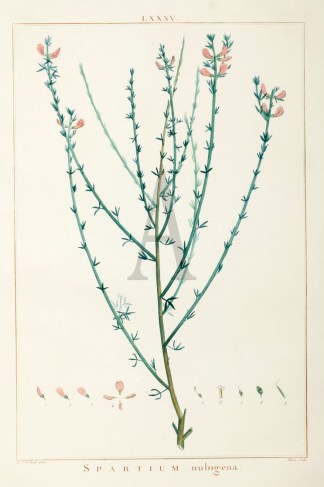Spartium Nubigena General / Global