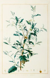 Solanum Milleri.