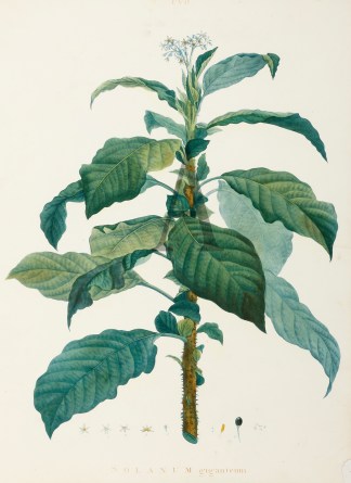 Solanum Giganteum General / Global