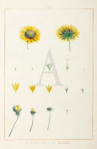 Virgilia Helioides. General / Global