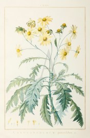 Chrysanthemum pinnatifidum.