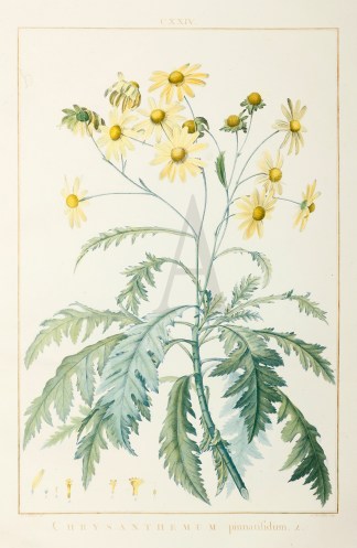 Chrysanthemum pinnatifidum. General / Global