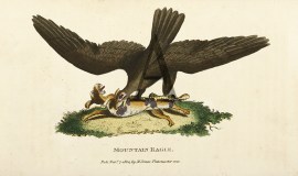 Mountain Eagle. BIRDS