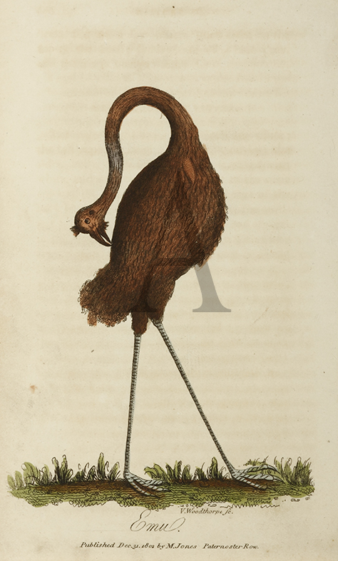 Emu. - Antique Print from 1802