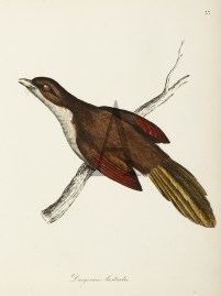 Dasyornis Australis