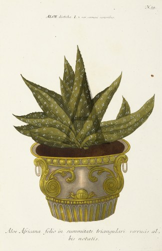 Aloe Africana folio in summitate triangu… General / Global