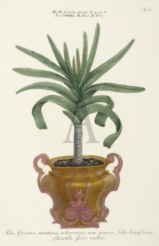 Aloe Africana, montana arborescens non s… General / Global