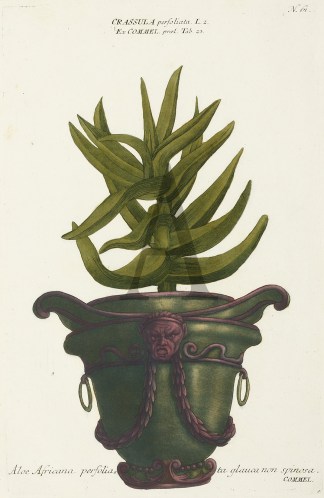 Aloe Africana perfolia, ta glauca non sp… General / Global