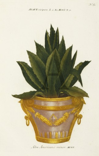 Aloe Americana minor General / Global