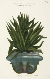 Aloe purpurea levis.