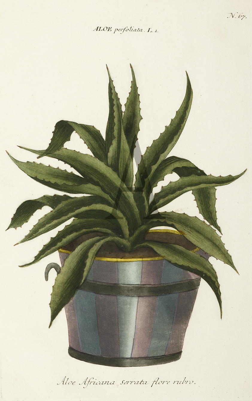Aloe Africana serrata flore rubro. - Antique Print from 1736