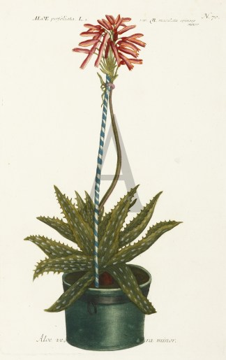 Aloe vera minor. General / Global