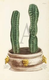 a. Cereus quadran gularis. b. Cereus quinque angularis.