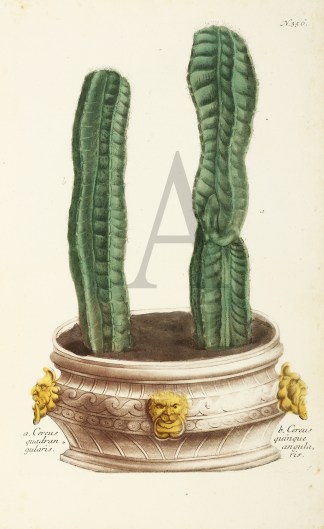 a. Cereus quadran gularis. b. Cereus qui… General / Global