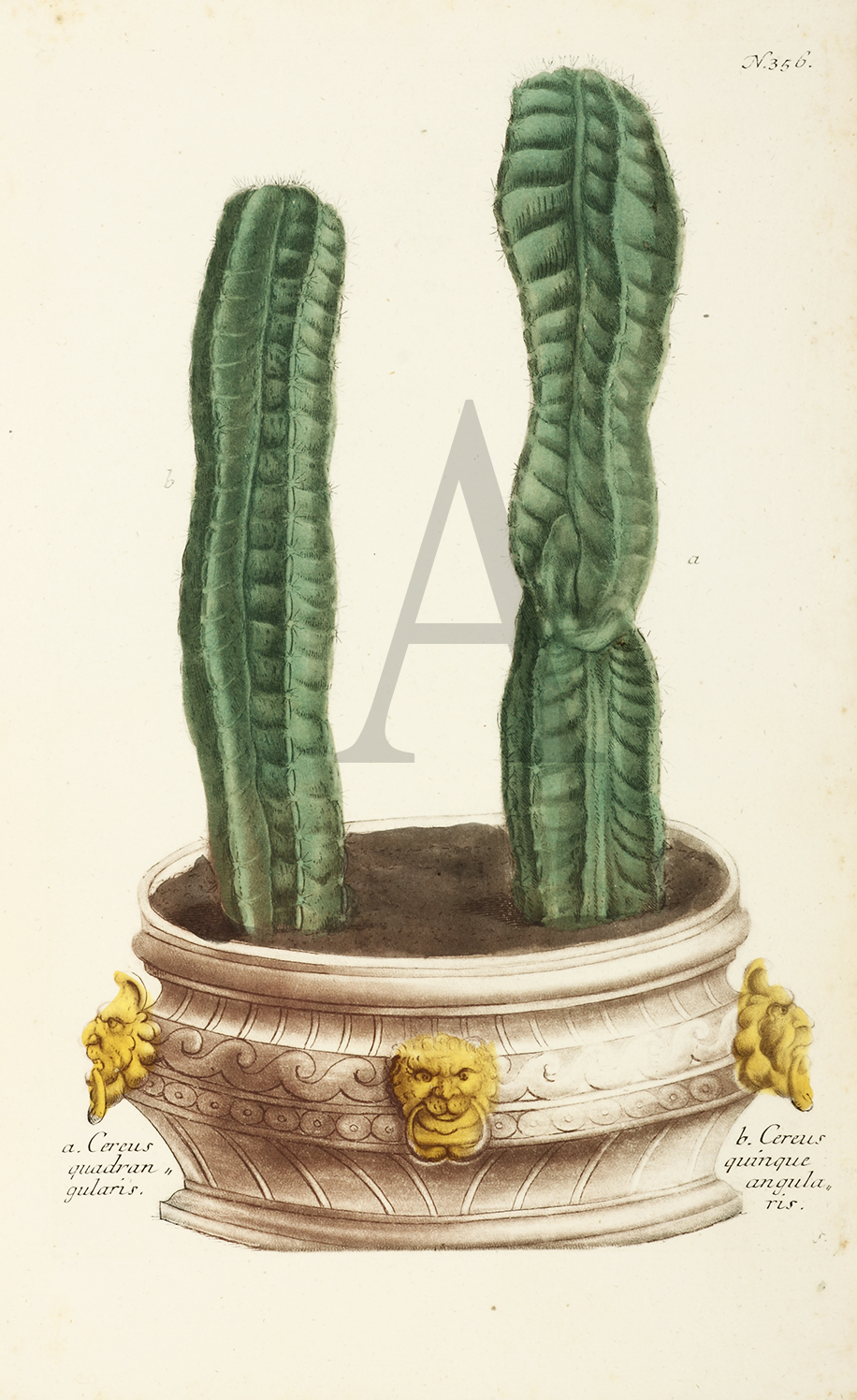 a. Cereus quadran gularis. b. Cereus quinque angularis. - Antique Print from 1736