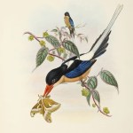 John Gould New Guinea