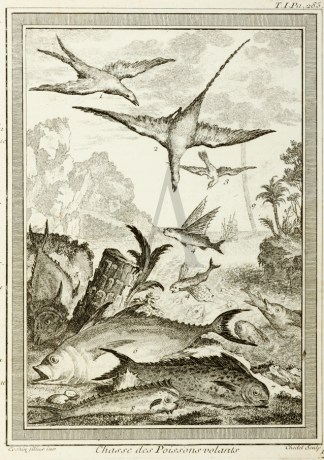 Chasse des Poissons volants. India