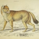 Naturalist Library - Dogs