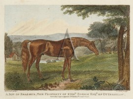 A Son of Erasmus, the Property if Edmd. Boehm Esqr. of Ottershaw Equestrian A Son of Erasmus, the Property if Edmd. Boehm Esqr. of Ottershaw