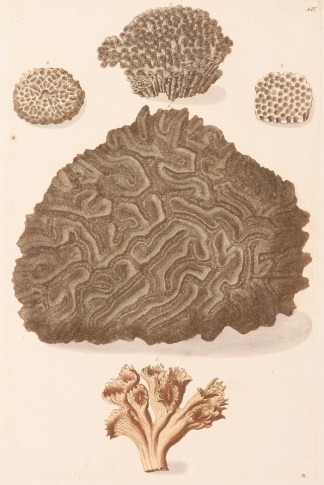 Coral Shells & Coral