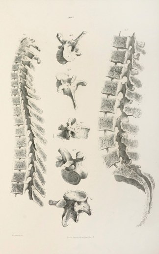 [BONES] Section of the Vertebal Column s… Anatomical Quain & Wilson