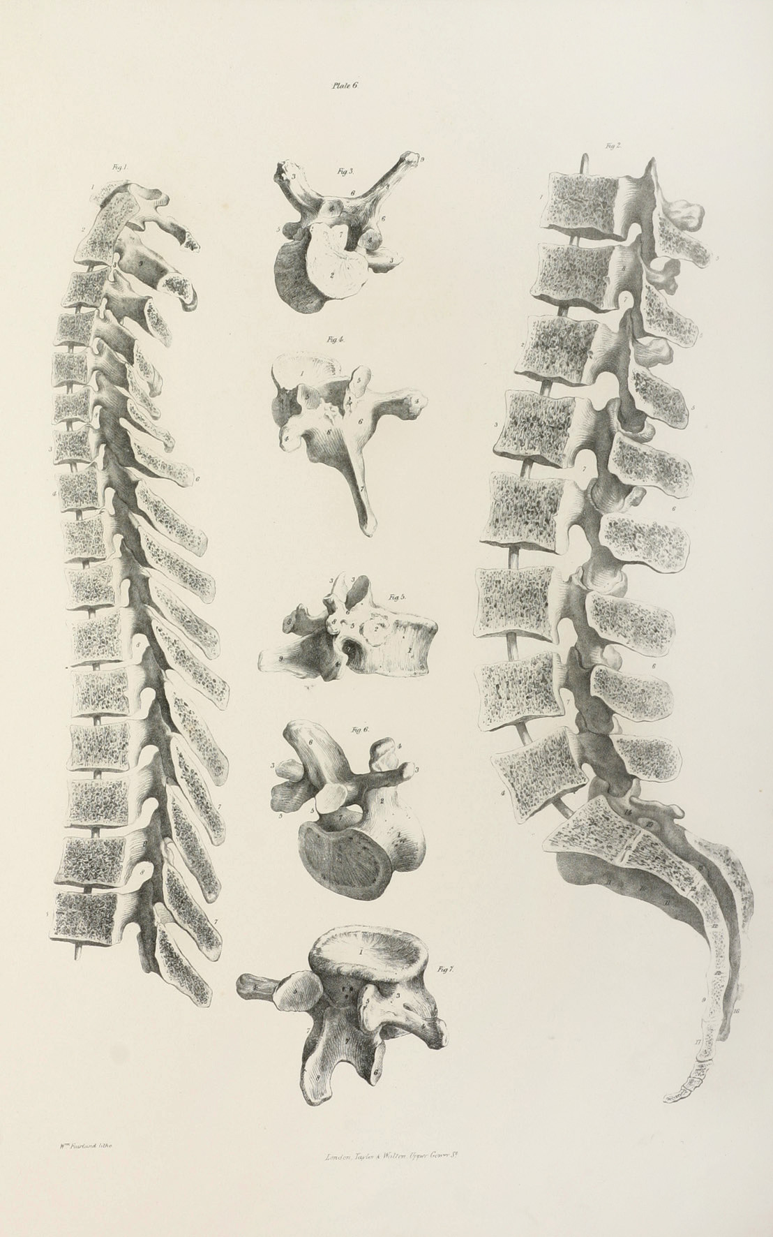 [BONES]Section of the Vertebal Column showing the divided surfaces. - Antique Print from 1838