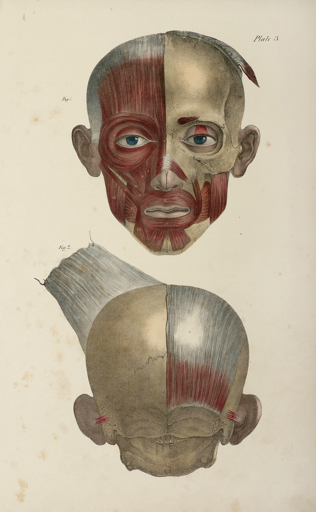 Muscles of the Face and Scalp - Antique Print from 1838