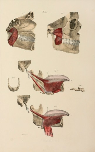 [MUSCLES] The Muscles which move the Low… Anatomical Quain & Wilson