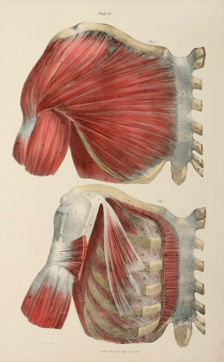 [MUSCLES] Muscles which move the Upper E… Anatomical Quain & Wilson