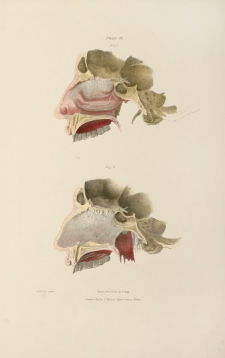 [NERVES] Distribution of the Olfactory N… Anatomical Quain & Wilson