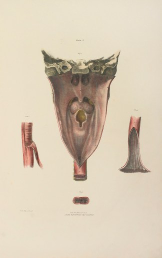 The Anatomy of the Pharynx Oesophagus. Anatomical Quain & Wilson