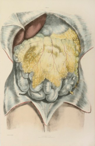 [ORGANS] Viscera of the Abdomen in their… Anatomical Quain & Wilson